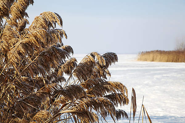 포토 JPG 해외이미지 계절 백그라운드 겨울 밭 자연 지팡이 하늘 동화 날씨 풍경 사람없음 야외 파란색 냉동 얼음 추위 흰색 나뭇가지 12월 크리스탈 서리 장면 내추럴 눈내림 해외202004 해외포토 자연요소 나무 컬러 농업 눈_날씨 날짜 광석 생태계 파일형식 이미지허브