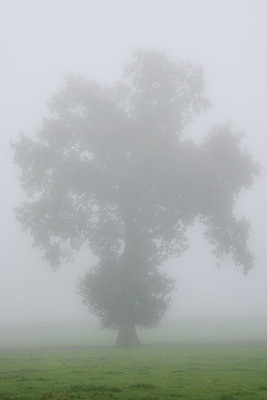 포토 JPG 해외이미지 나무 백그라운드 잎 밭 아침 사람없음 초록색 봄 안개 흰색 나뭇가지 소프트포커스 그림 윤곽 고립 블러 뿌연 해외202004 해외포토 주간 식물 계절 컬러 농업 날씨 촬영기법 파일형식 이미지허브