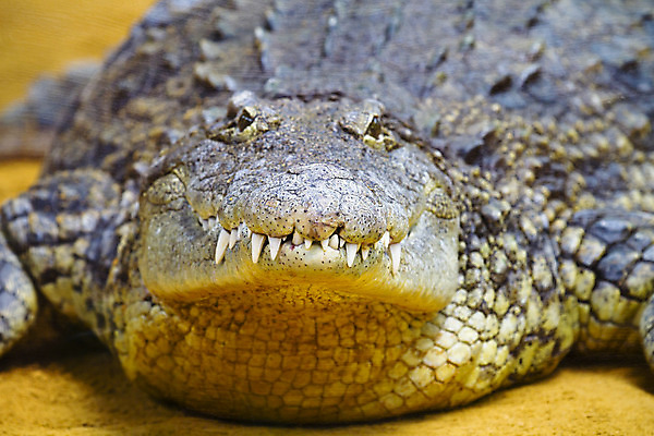 포토 JPG 해외이미지 동물 야생동물 여행 파충류 아프리카 자연 생물 동물원 양서류 사람없음 초록색 물 농장 반사 머리 힘 오픈 입 황무지 치아 위험 큼 가죽 피부 눈금 사냥 육식동물 악어 사냥꾼 송곳니 내추럴 공격적 힘찬 플로리다 해외202004 해외포토 자연요소 직업 나라 컬러 컨셉 농업 신체부위 미국 소화기관 크기 생태계 파일형식 이미지허브