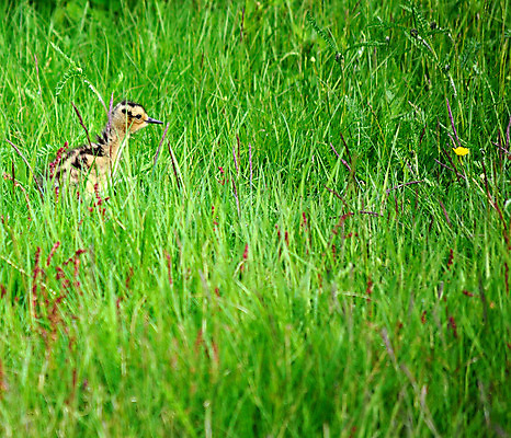 포토 JPG 해외이미지 1 유럽 여유 야생동물 신체 날개 발 자연 조류 엄마 휴식 주택 노르웨이 풍경 사람없음 야외 초록색 여름 갈색 치킨 침묵 활발 아기 뜨거움 원형 아빠 땅 북극 깃털 부리 장면 북쪽 계산서 강렬 땅바닥 북극해 해외202004 해외포토 도형 동물 계절 감정 나라 바다 컬러 컨셉 가족 바닥 사람 건물 신체부위 소리 극지방 방향 생태계 닭고기요리 파일형식 이미지허브