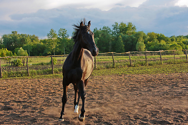 포토 JPG 해외이미지 동물 사람없음 반려동물 달리기 농장 검은색 목장 시골 해외202004 해외포토 컬러 농업 모션 파일형식 이미지허브