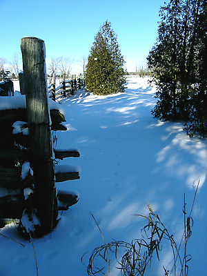 포토 JPG 해외이미지 나무 겨울 농업 자연 하늘 그림자 풍경 사람없음 목재 파란색 울타리 햇빛 태양 농장 맑음 회색 흰색 그늘 질감 잡동사니 해외202004 해외포토 자연요소 식물 계절 산업 컬러 재료 날씨 담장 생태계 파일형식 이미지허브