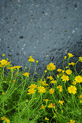 포토 JPG 해외이미지 꽃 도로 백그라운드 잎 사람없음 노란색 관목 데이지 해외202004 해외포토 나무 식물 길 컬러 교통시설 파일형식 이미지허브