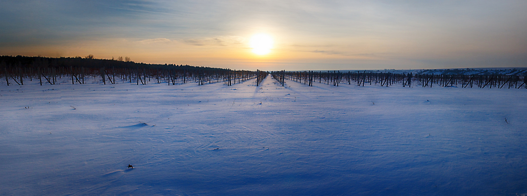 포토 JPG 해외이미지 나무 식물 계절 산업 음료 음식 여행 백그라운드 잎 겨울 농업 자연 하늘 포도 날씨 파노라마 풍경 사람없음 야외 햇빛 태양 농장 계곡 냉동 얼음 추위 흰색 나뭇가지 시골 시간 언덕 조경 포도밭 장면 포도나무 고드름 건포도 양조 양조장 해외202004 해외포토 자연요소 컬러 밭 과일 촬영기법 과일나무 생태계 건과일 파일형식 이미지허브