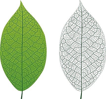 EPS 해외이미지 모양 나무 식물 실루엣 선 잎 꽃무늬 패턴 일러스트 자연 장식 초록색 성장 투명 묘사 오브젝트 유기농 생태계 질감 윤곽 정맥 고립 생태학 해외202004 해외일러스트 웰빙 교육 꽃 컬러 무늬 촬영기법 혈관 파일형식 벡터 장기 신체 이미지허브