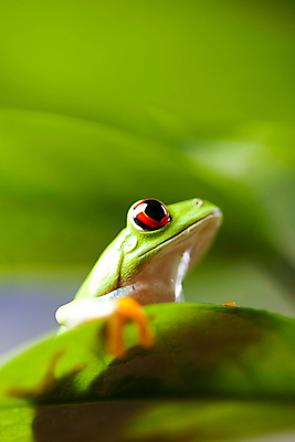 포토 JPG 해외이미지 주간 한마리 야생동물 잎 양서류 사람없음 야외 아웃포커스 청개구리 해외202004 해외포토 자연요소 식물 동물 1 촬영기법 개구리 파일형식 이미지허브