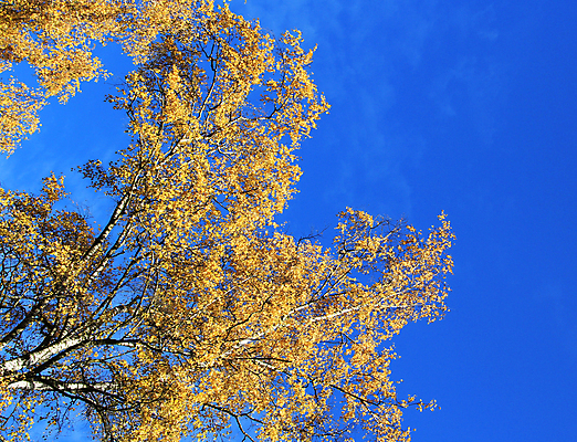 포토 JPG 해외이미지 나무 백그라운드 잎 하늘 사람없음 파란색 노란색 가을 해외202004 해외포토 식물 계절 컬러 파일형식 이미지허브