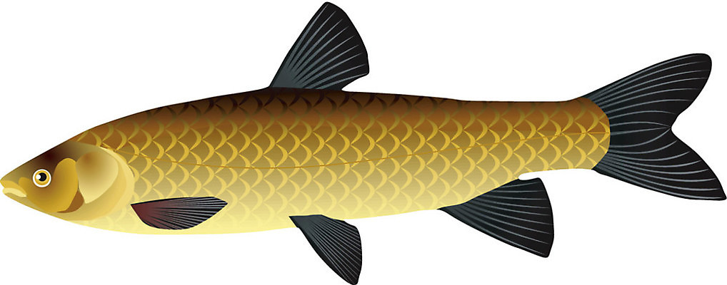 EPS 해외이미지 동물 실루엣 야생동물 선 음식 바다 일러스트 자연 낚시 저울 육류 어류 미술 그래픽 물 빛 검은색 웹 중국 줄무늬 흰색 땅 그림 심플 지느러미 잉어 포식 현실 해외202004 해외일러스트 자연요소 아시아 컬러 무늬 인터넷 식재료 레저 문화예술 촬영기법 수중동물 생태계 파일형식 벡터 이미지허브