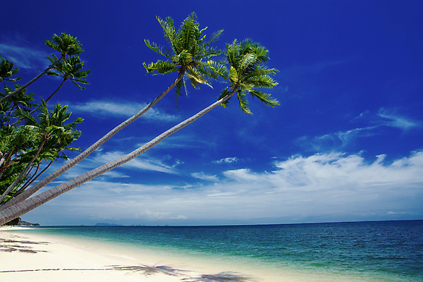 포토 JPG 해외이미지 식물 모래 바다 섬 여행 하늘색 잎 태국 자연 하늘 휴가 휴식 손바닥 사람없음 여름 태양 수영 침묵 기쁨 만 휴게실 선탠 크루즈 휴양지 몰디브 파라다이스 해외202004 해외포토 자연요소 손 계절 감정 아시아 컨셉 배_교통 파란색 소리 장소 수상스포츠 생태계 파일형식 이미지허브