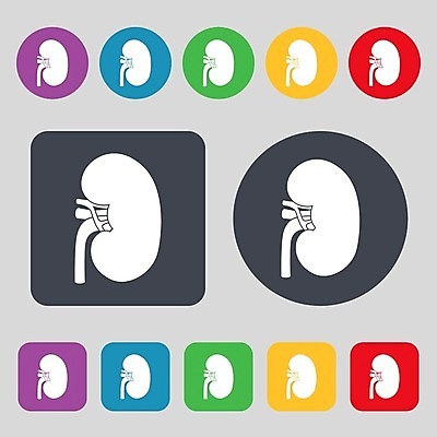 EPS 해외이미지 1 디자인 별 선 과학 백그라운드 컨셉 신체 일러스트 해부 건강 병원 사람 내부 약 라벨 웹 원형 오르간 신장 플랫 질병 물개 심볼 흔적 사인 메뉴 생물학 정사각형 배지 시스템 외과 우표 정맥 고립 해외202004 해외일러스트 자연요소 도형 교육 인터넷 포유류 의학 프레임 바다동물 건반악기 비뇨기관 혈관 파일형식 벡터 이미지허브