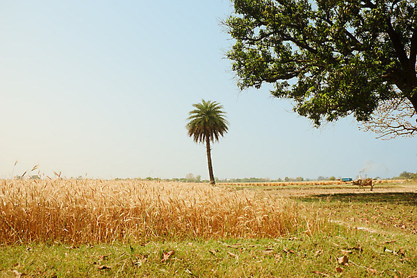 포토 JPG 해외이미지 음식 줄기 컨셉 밭 농업 자연 건조 건강 사람없음 가로 여름 농작물 식사 수확 성장 가을 날짜 소 황금 닫기 농부 방목 낟알 인도인 시리얼 유기농 날것 보리 문학 장면 밀짚 바이오 숙성 옛날 완벽 작살 찰과상 해외202004 해외포토 외국인 식물 직업 웰빙 계절 산업 포유류 모션 곡류 동양인 짚 축산업 상처 생태계 파일형식 이미지허브