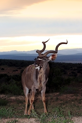포토 JPG 해외이미지 동물 공원 얼굴 야생동물 포유류 아프리카 자연 초식동물 뿔 사람없음 일몰 게임 보호 사파리 귀 영양 경보 해외202004 해외포토 공공시설 나라 컨셉 놀이 신체부위 노을 생태계 파일형식 이미지허브