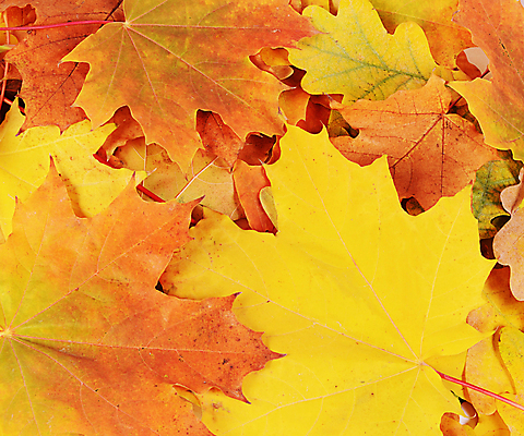 포토 JPG 해외이미지 나무 식물 계절 백그라운드 단풍 잎 패턴 오렌지 자연 추상 프레임 사람없음 장식 가로 빨간색 초록색 컬러풀 갈색 노란색 활발 가을 흰색 그룹 황금 닫기 떨어짐 숲 9월 11월 오브젝트 질감 10월 내추럴 강렬 해외202004 해외포토 컬러 컨셉 무늬 과일 모션 날짜 생태계 파일형식 이미지허브