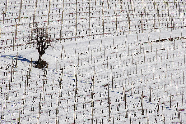 포토 JPG 해외이미지 나무 식물 여행 겨울 밭 농업 채소 과일 자연 휴가 풍경 사람없음 야외 파란색 농장 여행객 와인 이탈리아 추위 성장 흰색 농촌 시골 언덕 조경 포도밭 포도나무 산기슭 내추럴 밭일 숙성 양조장 눈내림 해외202004 해외포토 계절 유럽 산업 컬러 산 주류 눈_날씨 사람 과일나무 생태계 파일형식 이미지허브