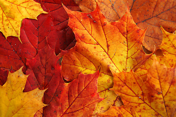 포토 JPG 해외이미지 나무 식물 계절 백그라운드 단풍 잎 오렌지 자연 그림자 사람없음 빨간색 컬러풀 햇빛 노란색 가을 변화 숲 9월 질감 10월 내추럴 되감기 해외202004 해외포토 컬러 컨셉 과일 태양 날짜 생태계 파일형식 이미지허브