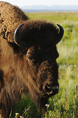 포토 JPG 해외이미지 동물 남자 야생동물 상징 포유류 초식동물 수염 털 뿔 사람없음 여름 일출 원주민 들소 속도 황소 반추동물 해외202004 해외포토 계절 사람 노을 소 아프리카인 파일형식 이미지허브