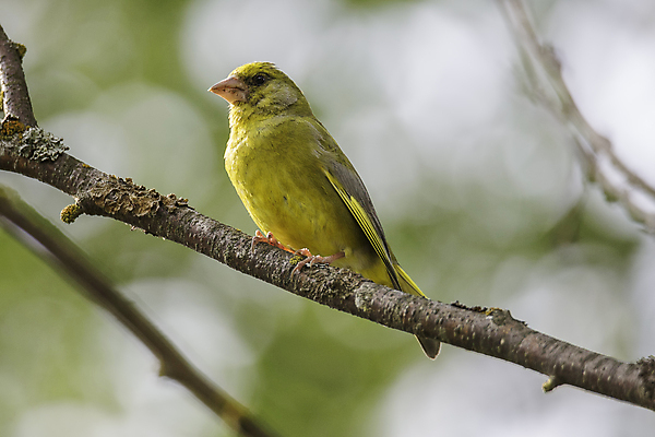 포토 JPG 해외이미지 나무 동물 남자 자연 조류 서기 앉기 사람없음 노란색 나뭇가지 닫기 해외202004 해외포토 식물 컬러 모션 사람 생태계 파일형식 이미지허브