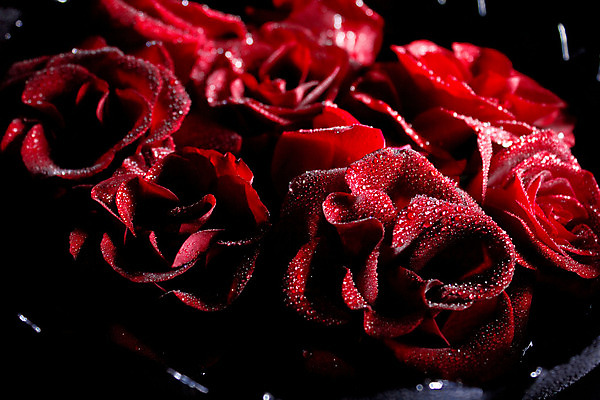 포토 JPG 해외이미지 꽃잎 꽃 꽃다발 백그라운드 자연 휴식 함께함 건강 사랑 사람없음 장식 빨간색 물 장미 검은색 스파 물방울 개화 고급 떨어짐 야간 소중 아로마테라피 테라피 광 돌봄 해외202004 해외포토 자연요소 식물 감정 컬러 컨셉 모션 뷰티 생태계 파일형식 이미지허브