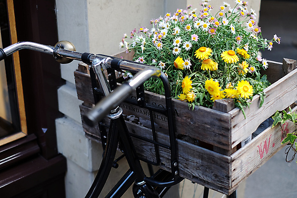 포토 JPG 해외이미지 식물 꽃 국화 사람없음 목재 노란색 금속 자전거 검은색 흰색 나무상자 해외202004 해외포토 나무 컬러 재료 재질 상자 바이크 파일형식 이미지허브