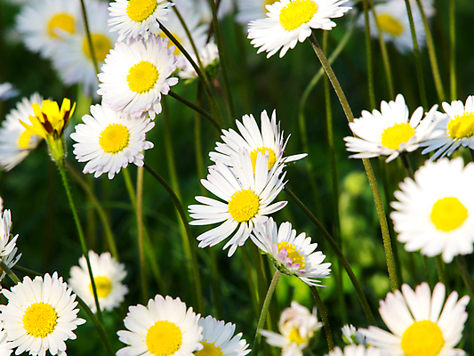 포토 JPG 해외이미지 식물 계절 꽃잎 꽃 줄기 백그라운드 잎 꽃무늬 패턴 밭 자연 표면 바람 추상 풍경 잔디 사람없음 야외 초록색 여름 빛 노란색 환경 화목 성장 벚꽃 흰색 시골 신선 개화 그룹 허브 묘사 유기농 질감 데이지 장면 해외202004 해외포토 자연요소 웰빙 컬러 컨셉 무늬 농업 날씨 생태계 파일형식 이미지허브