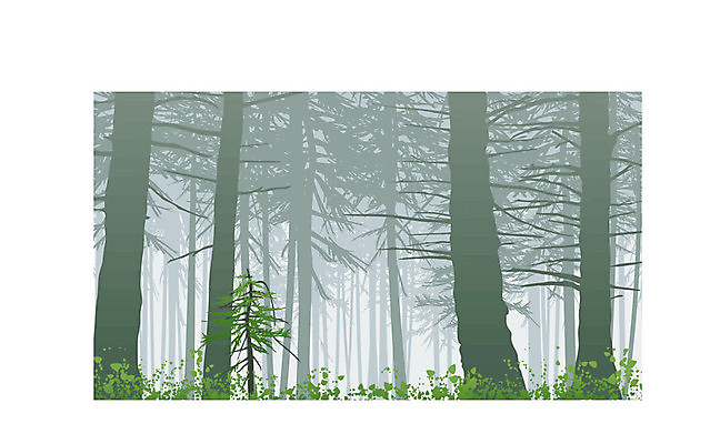 EPS 해외이미지 백그라운드 단풍 잎 캐나다 일러스트 자연 목재 환경 안개 나뭇가지 숲 삼나무 해외202004 해외일러스트 나무 식물 북아메리카 재료 날씨 생태계 파일형식 벡터 이미지허브