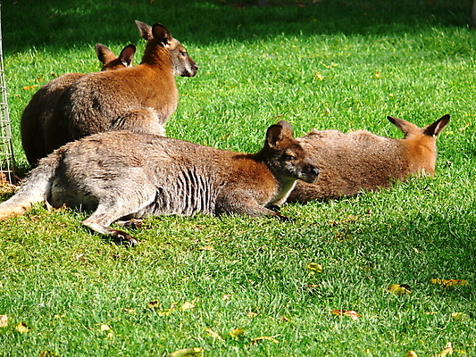 포토 JPG 해외이미지 동물 야생동물 포유류 자연 동물원 사람없음 빨간색 초록색 갈색 호주 호기심 캥거루 모스크바 해외202004 해외포토 감정 컬러 컨셉 오세아니아 생태계 러시아 파일형식 이미지허브