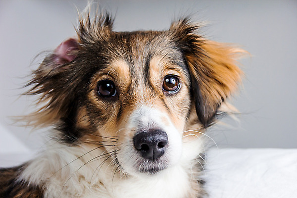 포토 JPG 해외이미지 동물 1 응시 행복 얼굴 백그라운드 사람없음 반려동물 갈색 머리 흰색 개 강아지 코 귀 송곳니 해외202004 해외포토 시선 감정 컬러 포유류 신체부위 치아 파일형식 이미지허브