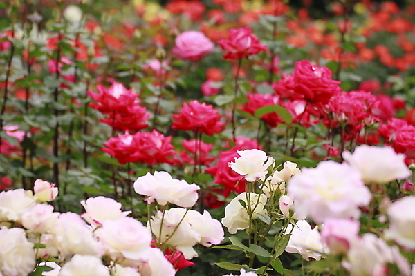 포토 JPG 해외이미지 식물 꽃 잎 꽃무늬 자연 사람없음 야외 빨간색 초록색 여름 빛 장미 정원 벚꽃 흰색 신선 개화 소프트포커스 원예 꽃가루 내추럴 해외202004 해외포토 계절 컬러 무늬 촬영기법 취미 가루 생태계 파일형식 이미지허브