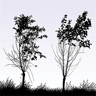 EPS 해외이미지 나무 식물 커플 계절 실루엣 잎 2 일러스트 자연 하늘 야외 검은색 나뭇가지 시골 숲 쌍둥이 고립 땅바닥 해외202004 해외일러스트 컬러 가족 관계 바닥 촬영기법 생태계 파일형식 벡터 이미지허브