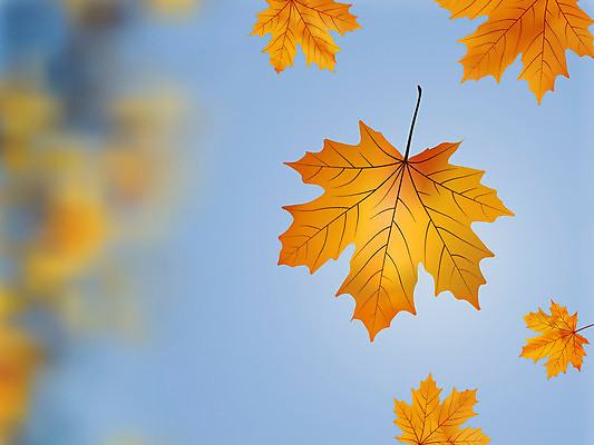 EPS 해외이미지 나무 식물 계절 공원 백그라운드 단풍 낙엽 잎 캐나다 꽃무늬 오렌지 일러스트 자연 하늘 풍경 야외 빨간색 파란색 빛 컬러풀 햇빛 노란색 우주 정원 일본 침묵 활발 가을 나뭇가지 숲 장면 멀티 블러 해외202004 해외일러스트 공공시설 꽃 아시아 컬러 컨셉 북아메리카 무늬 과일 태양 소리 생태계 파일형식 벡터 이미지허브