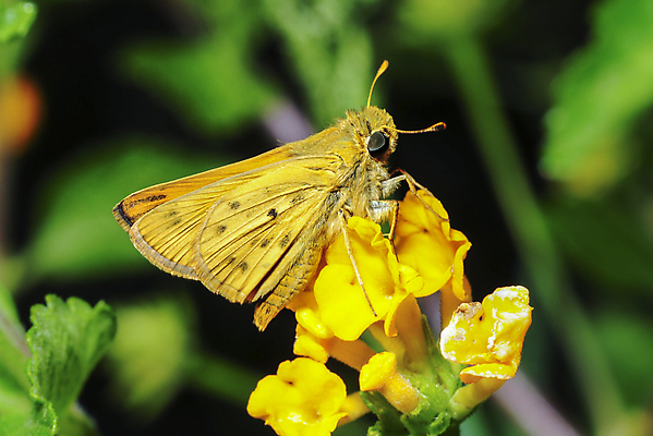포토 JPG 해외이미지 꽃 곤충 날개 자연 안테나 사람없음 야외 들꽃 점 벌레 캘리포니아 서식지 나방 해외202004 해외포토 식물 동물 통신 미국 생태계 파일형식 이미지허브