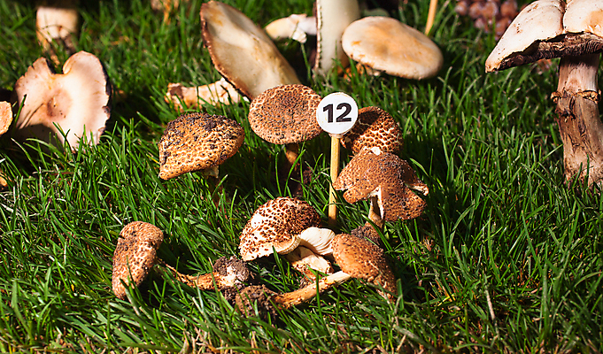 포토 JPG 해외이미지 식물 계절 음식 채소 자연 사람없음 버섯 그룹 숲 유기농 날것 향기 곰팡이 해외202004 해외포토 웰빙 생태계 냄새 파일형식 이미지허브