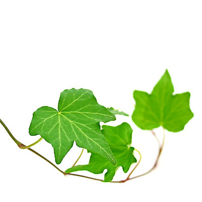 포토 JPG 해외이미지 식물 벽 줄기 백그라운드 잎 자연 프레임 사람없음 장식 초록색 여름 정원 봄 성장 흰색 나뭇가지 신선 닫기 덩굴 묘사 원예 아이비 내추럴 고립 바이탈 그리너리 해외202004 해외포토 나무 계절 컬러 모션 취미 생태계 파일형식 트랜드컬러 이미지허브