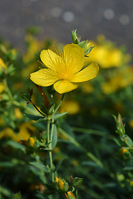 포토 JPG 해외이미지 식물 꽃 잎 자연 사람없음 야외 초록색 노란색 정원 봄 닫기 해외202004 해외포토 계절 컬러 모션 생태계 파일형식 이미지허브