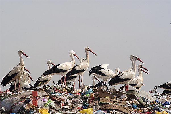 포토 JPG 해외이미지 동물 산업 야생동물 자연 갈매기 조류 사람없음 초록색 쌓기 환경 재활용 도시 보호 쓰레기 폐기물 컨테이너 플라스틱 불도저 먹기 버리기 짐차 멸종 낭비 고물상 생태학 해외202004 해외포토 교육 컬러 컨셉 모션 자동차 재질 중장비 친환경 생태계 파일형식 이미지허브