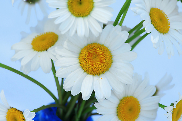 포토 JPG 해외이미지 식물 꽃 꽃다발 꽃무늬 사람없음 흰색 다발 데이지 해외202004 해외포토 컬러 무늬 파일형식 이미지허브