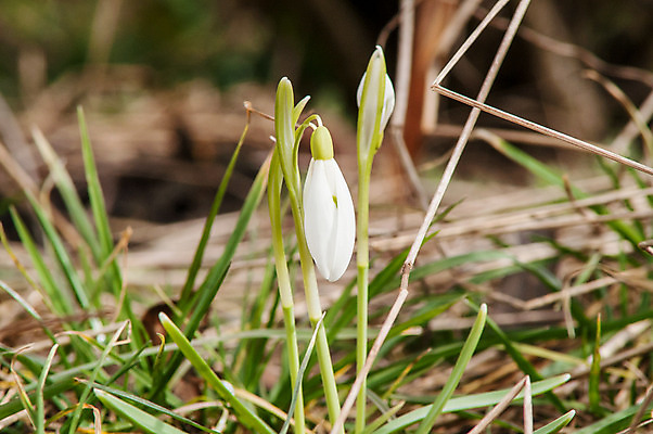 포토 JPG 해외이미지 식물 계절 꽃잎 꽃 잎 꽃무늬 밭 자연 따뜻함 텐트 사람없음 야외 목재 초록색 파란색 빛 햇빛 태양 새싹 정원 계곡 맑음 봄 벚꽃 종 흰색 신선 개울 숲 보석 내추럴 삼림지대 아네모네 취급주의 프리뮬러 헌병 해외202004 해외포토 자연요소 나무 컬러 무늬 농업 재료 날씨 캠핑도구 경고 강 군인 광석 생태계 파일형식 이미지허브