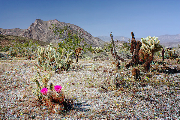 포토 JPG 해외이미지 식물 꽃 자연 하늘 새로움 선인장 건조 풍경 사람없음 야외 초록색 컬러풀 정원 봄 사막 벚꽃 뜨거움 캘리포니아 해외202004 해외포토 계절 컬러 컨셉 미국 생태계 파일형식 이미지허브