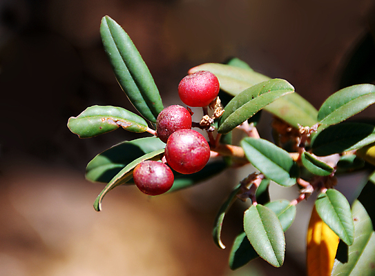 포토 JPG 해외이미지 식물 열매 백그라운드 잎 과일 자연 씨앗 사람없음 치료 빨간색 초록색 여름 농작물 햇빛 성장 가을 나뭇가지 신선 달콤 허브 묘사 내추럴 해외202004 해외포토 나무 계절 컬러 농업 의학 태양 맛 생태계 파일형식 이미지허브