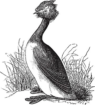 EPS 해외이미지 동물 척추동물 디자인 야생동물 날개 일러스트 자연 조류 미술 검은색 수확 골동품 흰색 큼 스케치 깃털 그림 생물학 갈기 판화 물새 철새 내추럴 동물상 옛날 해외202004 해외일러스트 교육 컬러 농업 문화예술 조형물 크기 생태계 파일형식 벡터 이미지허브