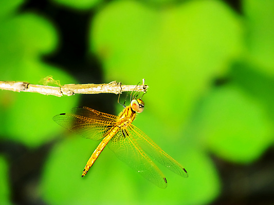 포토 JPG 해외이미지 곤충 백그라운드 날개 사람없음 파란색 노란색 나뭇가지 막대기 잠자리 선탠 녹색배경 해외202004 해외포토 나무 동물 컬러 초록색 파일형식 이미지허브