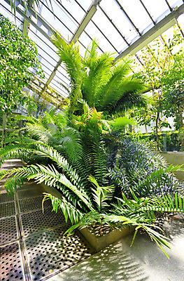 포토 JPG 해외이미지 식물 공원 꽃잎 꽃 유럽 백그라운드 잎 농업 채소 자연 주택 손바닥 사람없음 내부 초록색 빛 컬러풀 농장 정원 봄 신선 스페인 숲 유기농 원예 내추럴 마드리드 온실 이국적 해외202004 해외포토 손 웰빙 계절 공공시설 나라 산업 컬러 취미 건물 생태계 파일형식 이미지허브