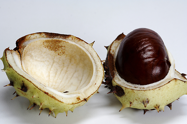 포토 JPG 해외이미지 나무 식물 계절 음식 백그라운드 크리스마스 겨울 패턴 과일 자연 건조 씨앗 사람없음 초록색 갈색 에너지 견과류 껍질 가을 가시 숲 굽기 척추 질감 날카로움 칼로리 성분 찌르기 깃털펜 해외202004 해외포토 기념일 컬러 무늬 모션 뼈 펜 구이 생태계 파일형식 이미지허브