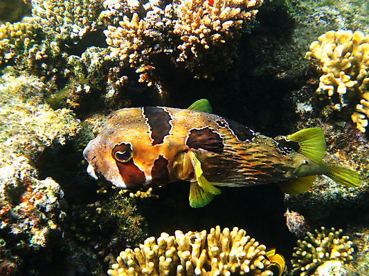 포토 JPG 해외이미지 동물 야생동물 바다 아프리카 자연 휴가 휴식 바닥 이집트 어류 사람없음 물 수중 스노클링 산호 암초 발견 깊이 동물상 이국적 해외202004 해외포토 자연요소 나라 컨셉 조형물 수중동물 수상스포츠 자포동물 생태계 파일형식 이미지허브