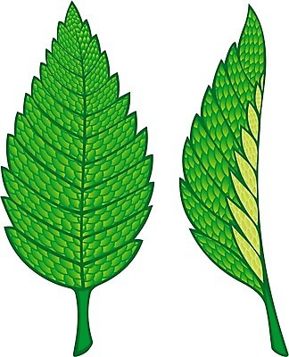 EPS 해외이미지 식물 잎 일러스트 초록색 민트 허브 향신료 고립 대칭 해외202004 해외일러스트 컬러 향미료 파일형식 벡터 이미지허브