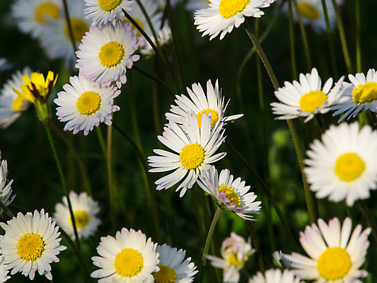 포토 JPG 해외이미지 식물 계절 꽃잎 꽃 줄기 백그라운드 잎 꽃무늬 패턴 밭 자연 표면 바람 추상 풍경 잔디 사람없음 야외 초록색 여름 빛 노란색 환경 화목 성장 벚꽃 흰색 시골 신선 개화 그룹 허브 묘사 유기농 질감 데이지 장면 해외202004 해외포토 자연요소 웰빙 컬러 컨셉 무늬 농업 날씨 생태계 파일형식 이미지허브