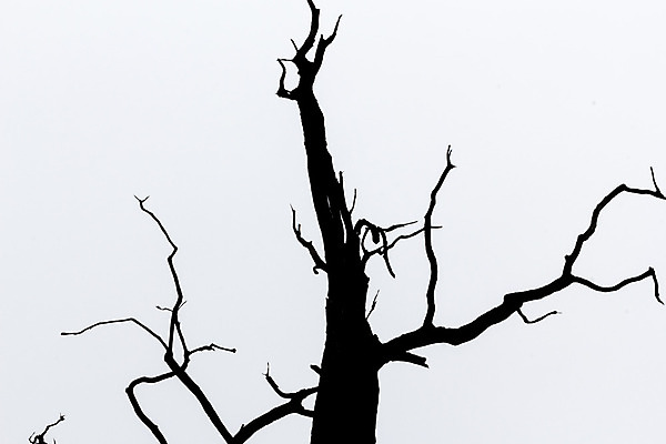 포토 JPG 해외이미지 모양 나무 식물 계절 실루엣 백그라운드 겨울 자연 흑백 사람없음 목재 빛 나뭇가지 윤곽 고립 해외202004 해외포토 재료 촬영기법 생태계 파일형식 이미지허브