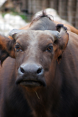 포토 JPG 해외이미지 동물 1 공원 남자 야생동물 포유류 자연 털 뿔 사람없음 야외 세로 갈색 머리 큼 들소 전국 힘찬 해외202004 해외포토 공공시설 컬러 컨셉 사람 신체부위 소 크기 생태계 파일형식 이미지허브