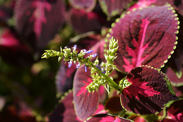 포토 JPG 해외이미지 식물 꽃 분홍색 잎 자연 사람없음 야외 장식 초록색 정원 보라색 검은색 봄 닫기 해외202004 해외포토 계절 컬러 모션 생태계 파일형식 이미지허브