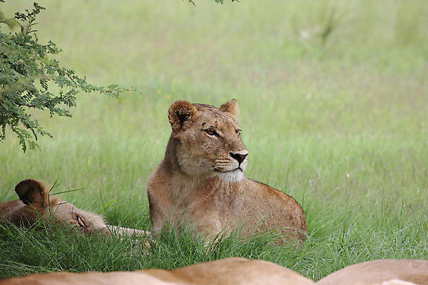 포토 JPG 해외이미지 동물 공원 얼굴 야생동물 새끼 백그라운드 포유류 아프리카 자연 사람없음 야외 환경 고양이 힘 황무지 위험 사자 큼 왕 사파리 리더 육식동물 갈기 사냥꾼 멸종 케냐 사자자리 동쪽 내추럴 마사이족 세렝게티 웅장함 전국 해외202004 해외포토 직업 공공시설 나라 컨셉 신체부위 반려동물 별자리 크기 방향 생태계 파일형식 이미지허브